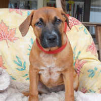 Photo of Viola