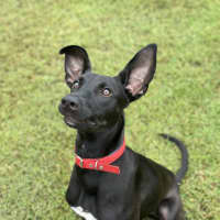 Photo of Lucky 