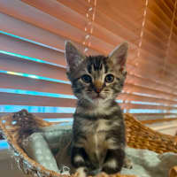Photo of Zorro