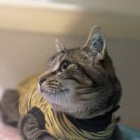 Photo of 🥔 Purrtato 6326 🥔