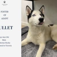 Photo of Bullet