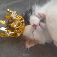 Photo of Bingo