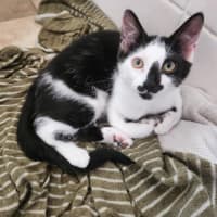 Photo of Hallie (Jalapeño)