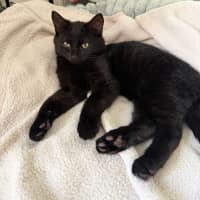 Photo of Cosmo