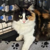 Photo of Roxy
