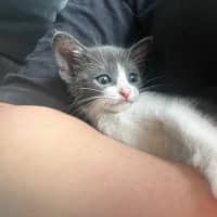Photo of Vix