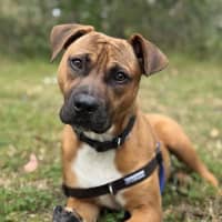 Photo of Bruno
