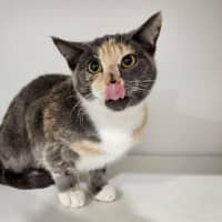 Photo of Misty
