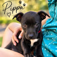 Photo of Pippa
