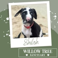 Photo of Shiloh