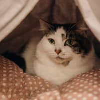 Photo of Luna