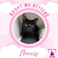 Photo of Morris