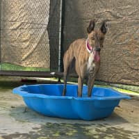 Photo of Beanie The Greyhound