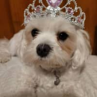 Photo of Daisy