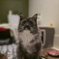 Photo of Cornelius