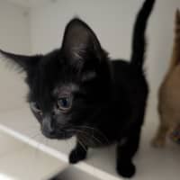 Photo of Kuromi