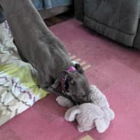 Photo of Romeo, The Greyhound