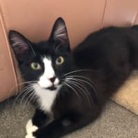 Photo of Sylvester