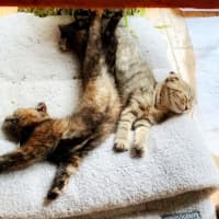 Photo of 🍹Julep & Gimlet🍹