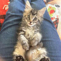 Photo of Irena**2nd Chance Cat Rescue**