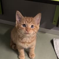 Photo of Mr. Snuggles