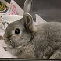 Photo of Casper (Bonded With Ghost)