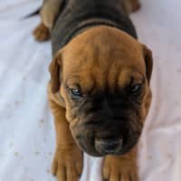 Photo of Banjo