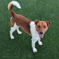 Photo of Roscoe Imp 2038