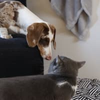 Photo of Fluffy And Mano