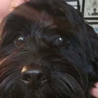 Photo of Maclarey