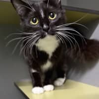 Photo of Shadow