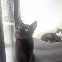 Photo of Toothless Dragon