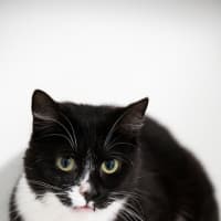 Photo of Molly