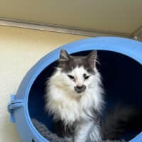 Photo of 🎪 Elmo 5400 🎪