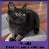 Photo of Anniki 
