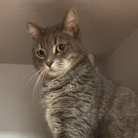 Photo of Petal