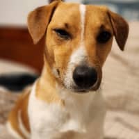 Photo of Snuggles   11 Month Old Jack Russell 