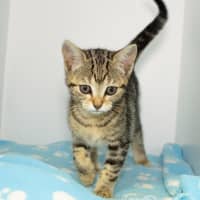 Photo of Lyra