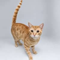 Photo of Golden