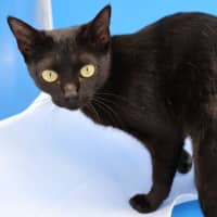 Photo of Julie   Now At Pet Quarters Glendale