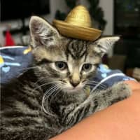 Photo of Elchi