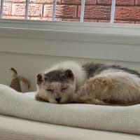 Photo of Archie