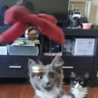 Photo of Llewelyn (Lou)