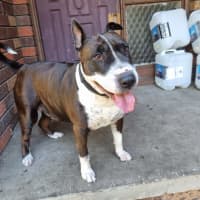 Photo of Willow 
