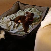 Photo of Willow