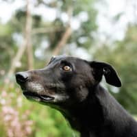 Photo of Bear