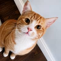 Photo of Boots (Socks) 
