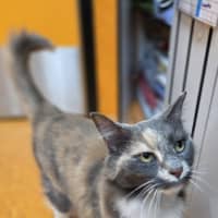 Photo of Rosie