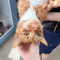 Photo of Opie