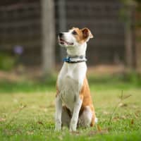 Photo of Ruby (Previously Sophie)